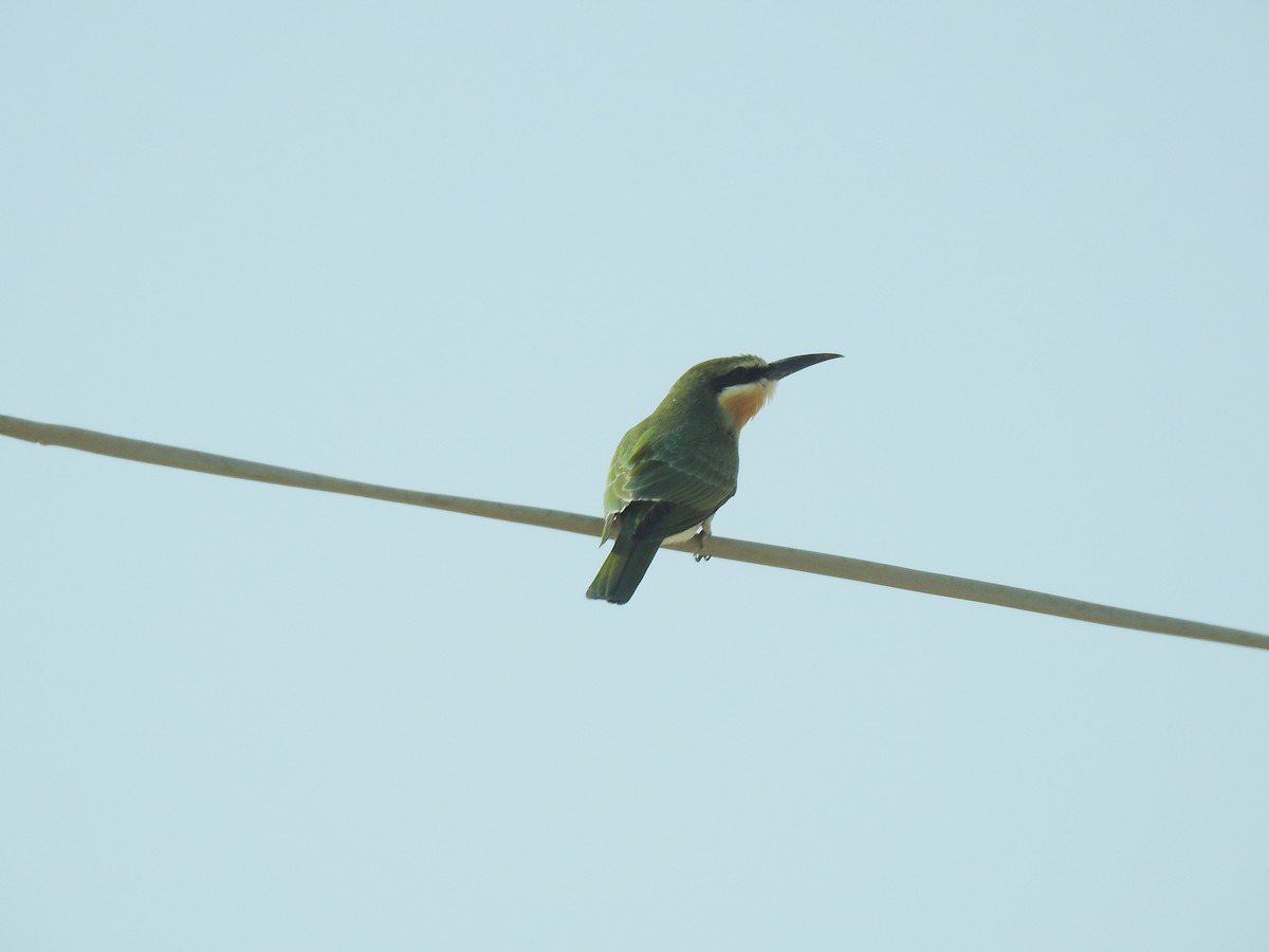 Madagascar Bee-eater - ML171239841