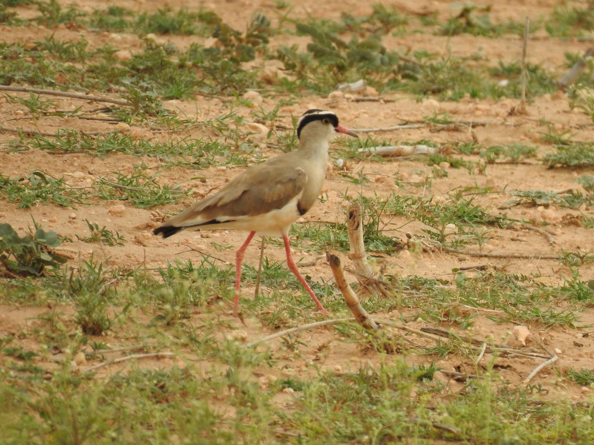 Crowned Lapwing - ML171240121