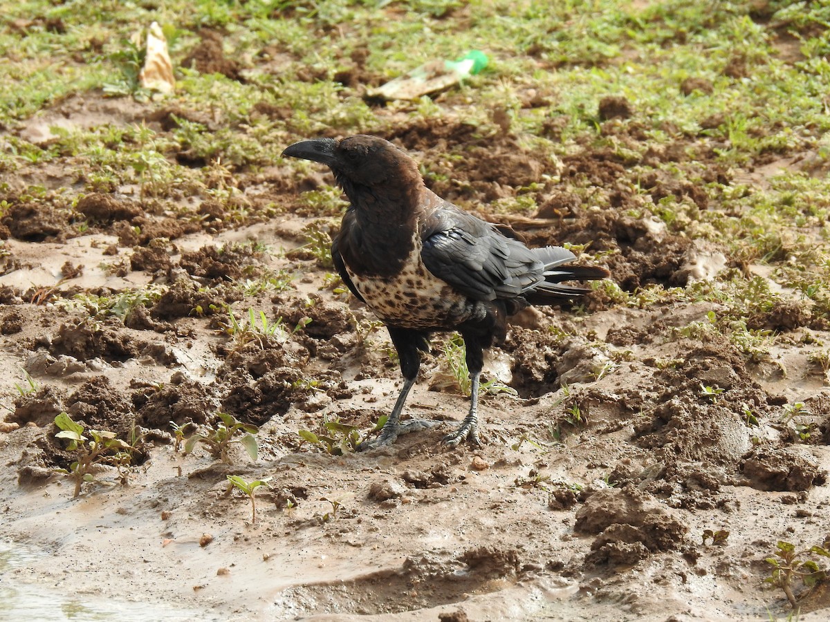 Pied x Somali Crow (hybrid) - ML171240531