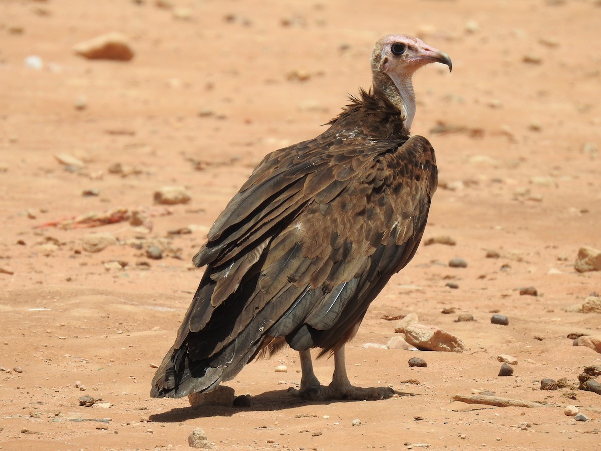 Hooded Vulture - Abdulhakim Abdi