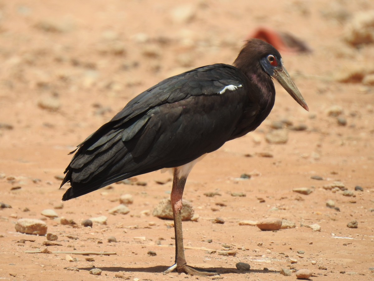 Abdim's Stork - Abdulhakim Abdi