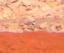 Semipalmated Plover - ML171245451