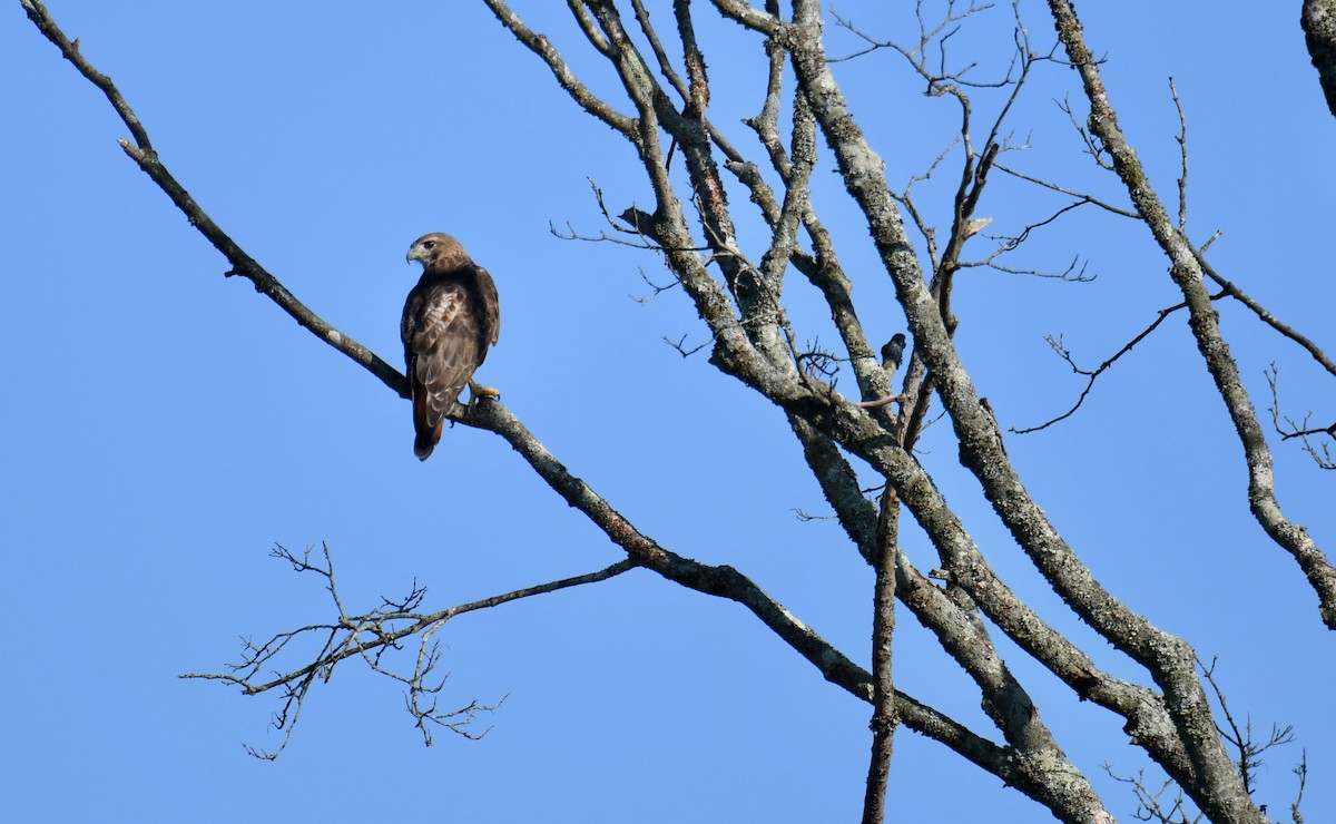 Red-tailed Hawk - ML171247051