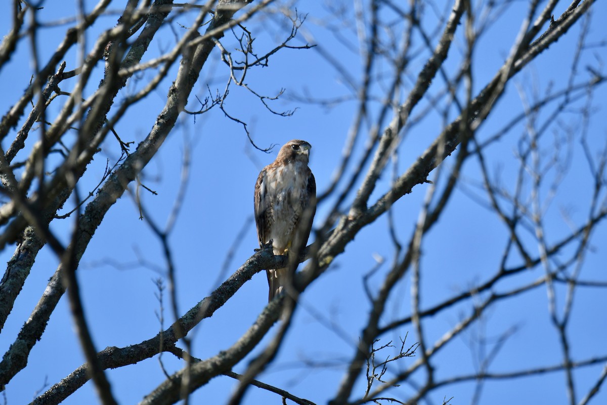 Red-tailed Hawk - ML171247241