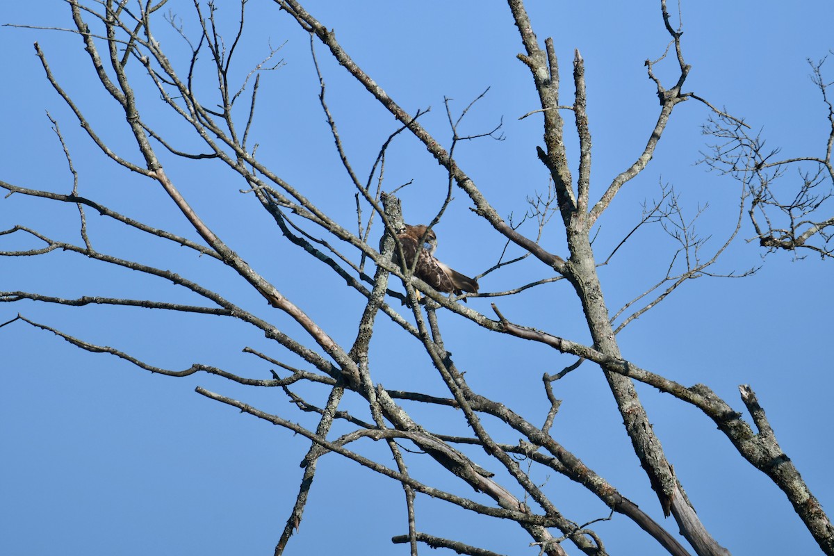 Red-tailed Hawk - ML171247271