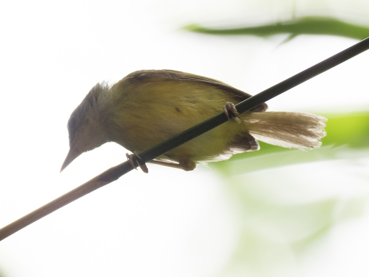 Yellow-bellied Warbler - Anonymous