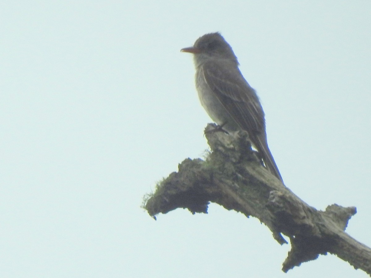 Greater Pewee - ML171248921