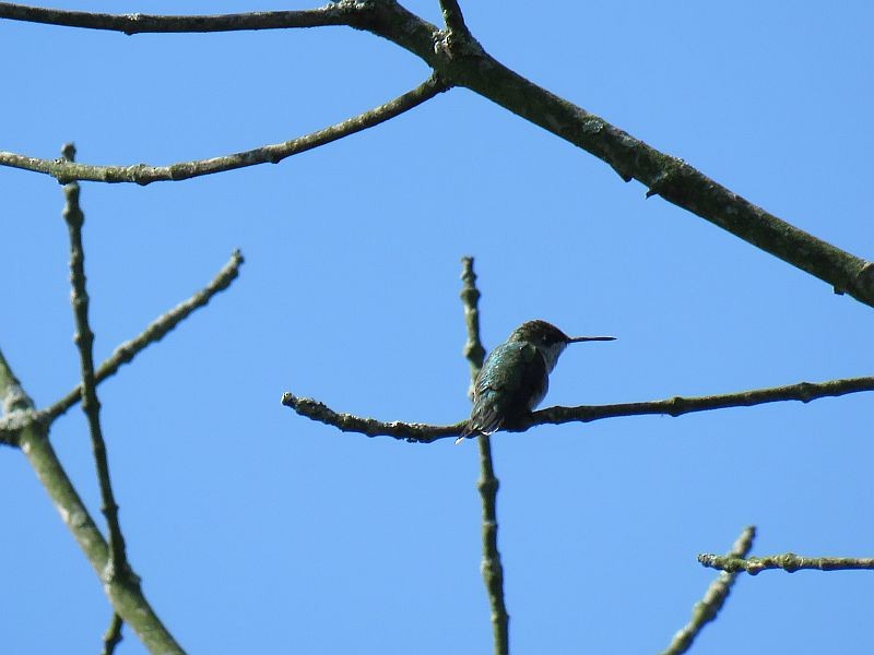Ruby-throated Hummingbird - Tracy The Birder