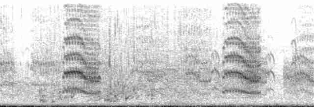 Common Tern - ML171253431