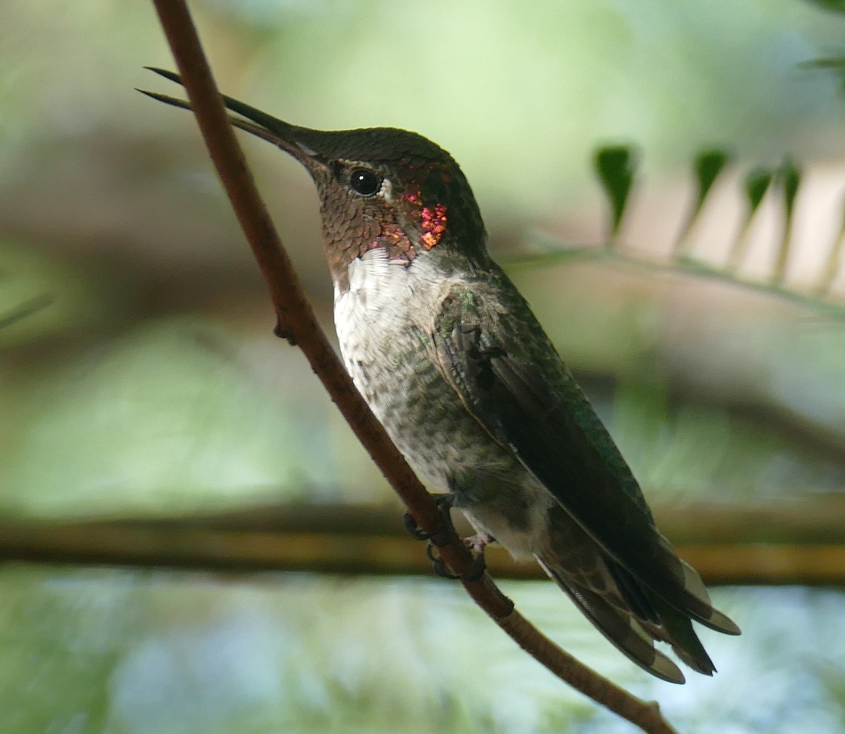 Anna's Hummingbird - Ron Smith