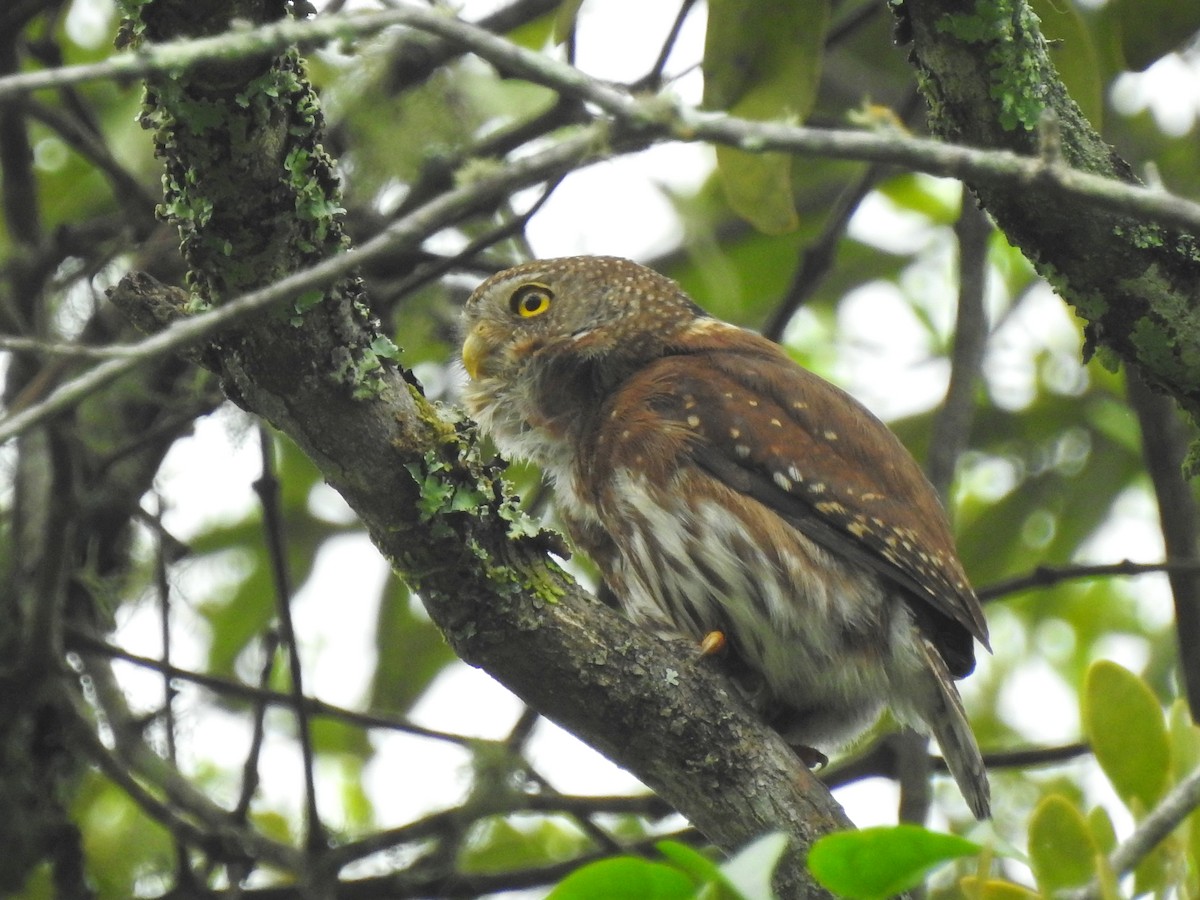 Tamaulipas Pygmy-Owl - ML171254481