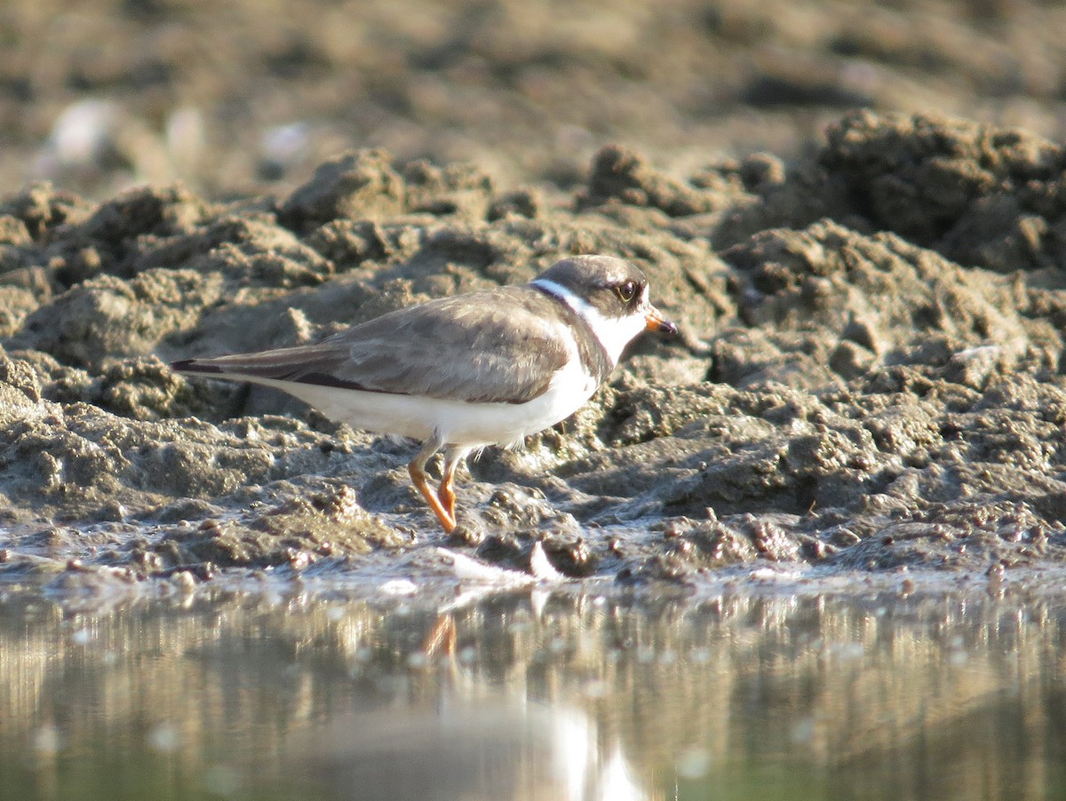 Semipalmated Plover - ML171254511