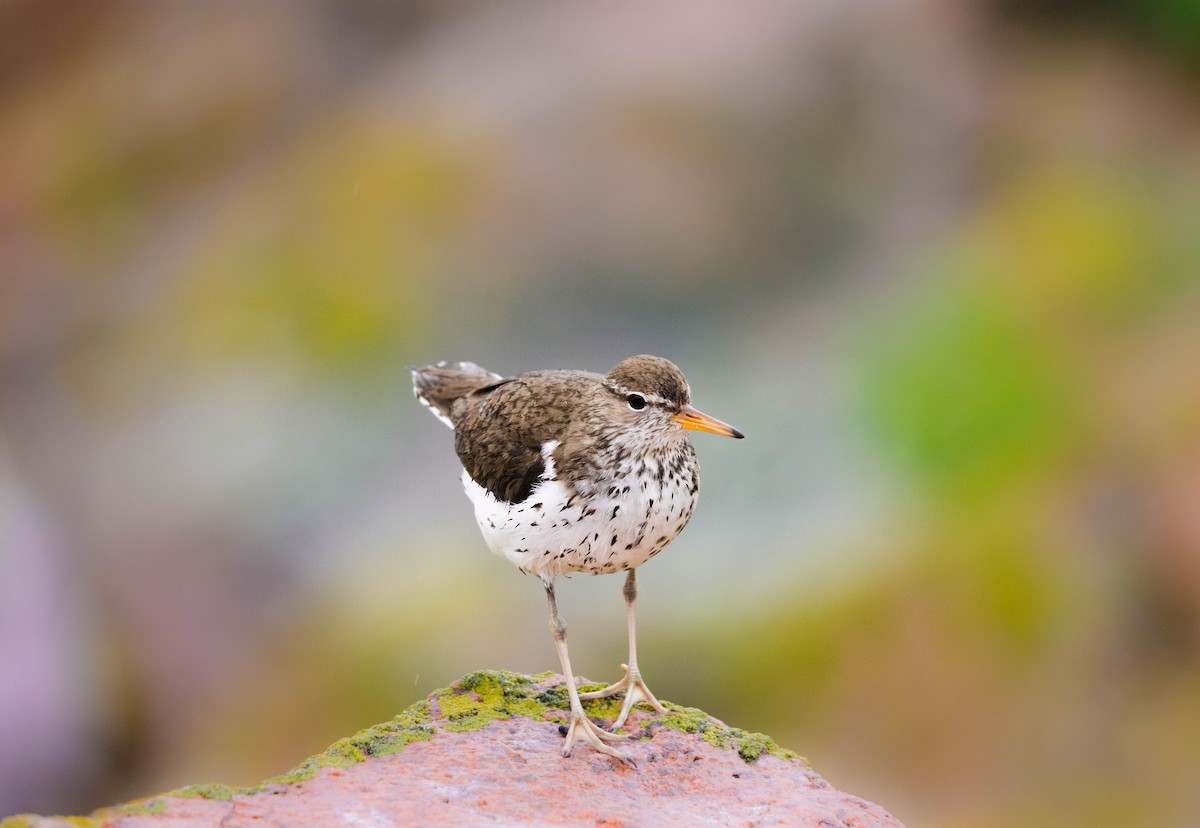 Spotted Sandpiper - Hallie Daly