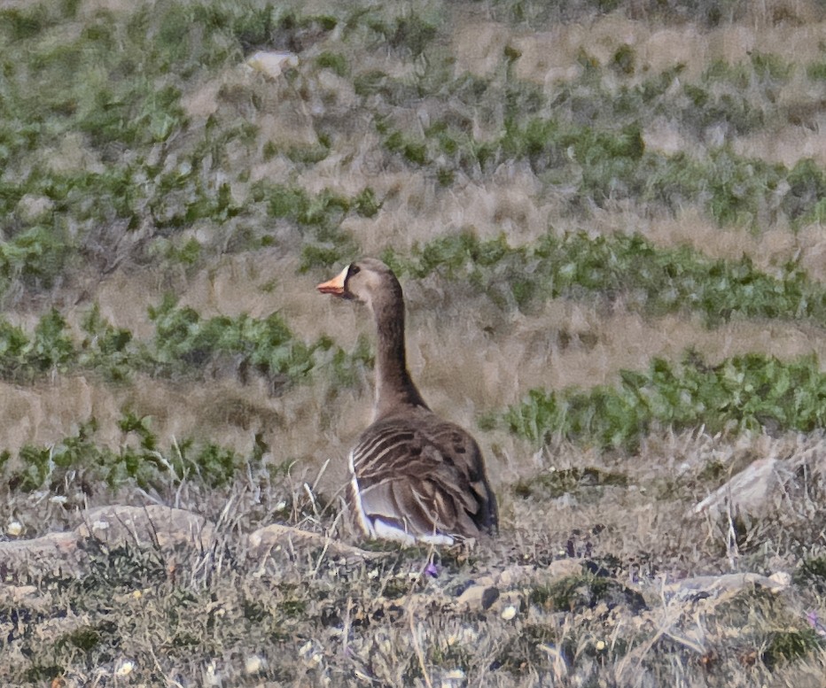 Greater White-fronted Goose - ML171258781