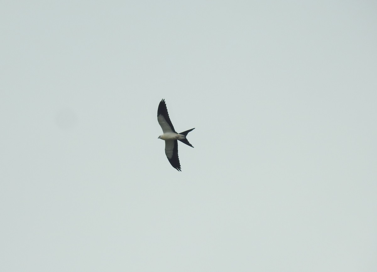 Swallow-tailed Kite - ML171262191