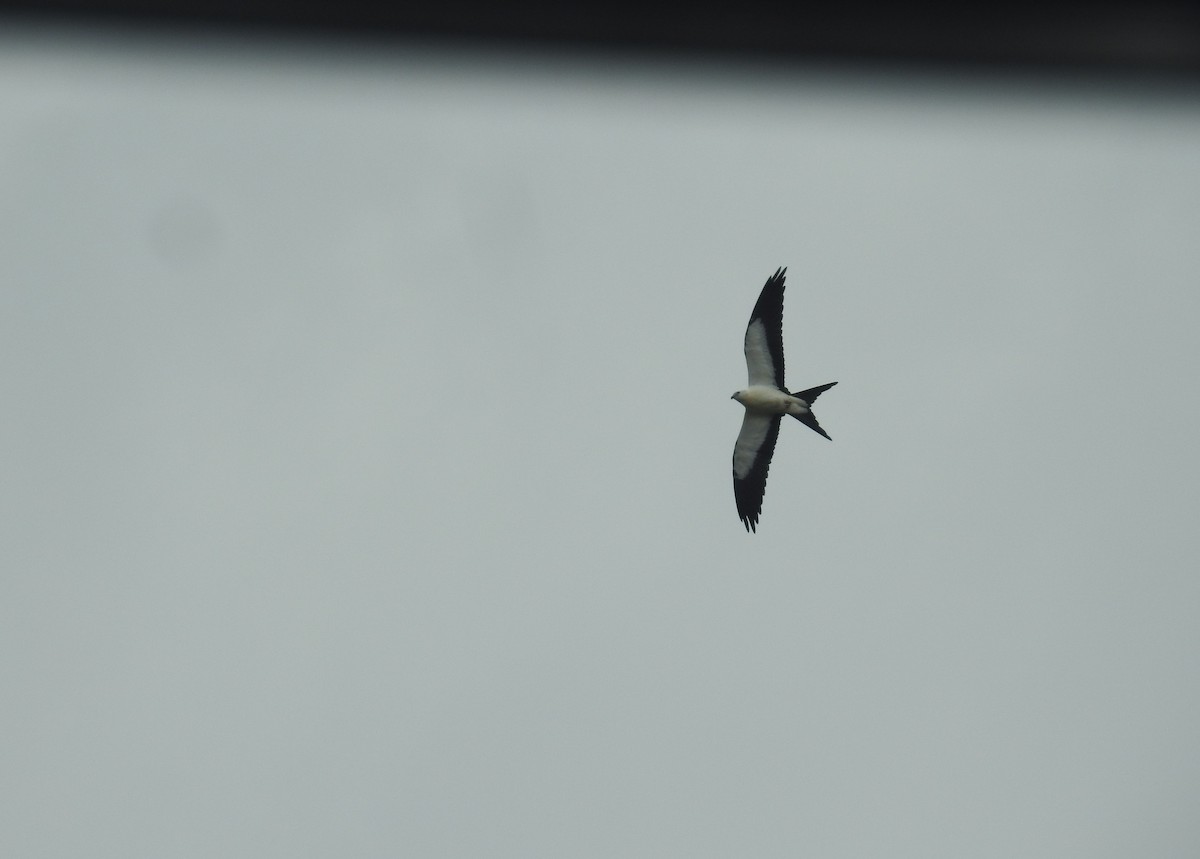 Swallow-tailed Kite - ML171262201
