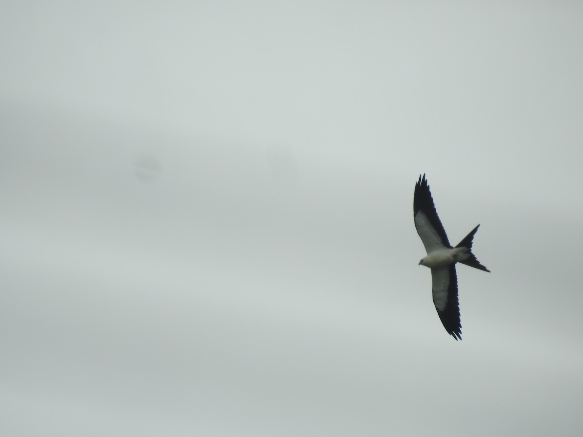 Swallow-tailed Kite - Rudy Botzoc @ChileroBirding