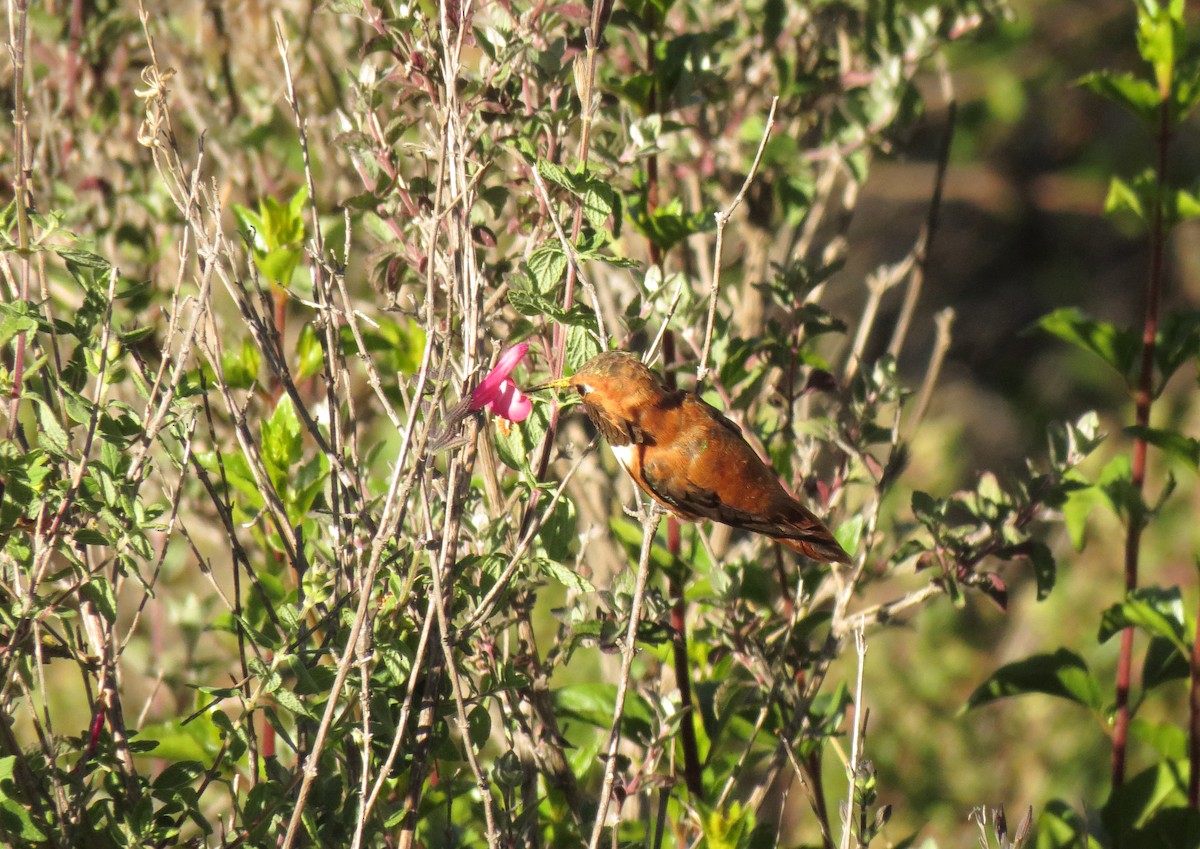 Rufous Hummingbird - Alberto Lobato (El Chivizcoyo)