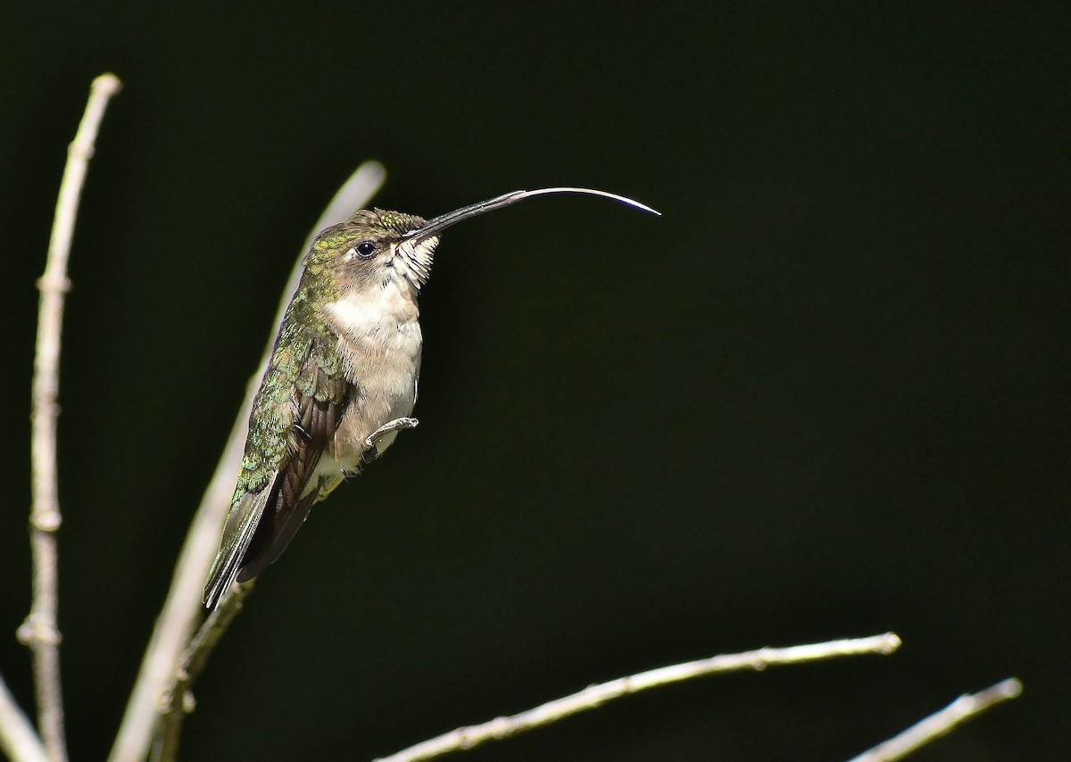 Ruby-throated Hummingbird - thomas berriman