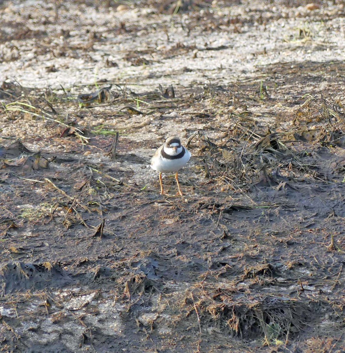 Semipalmated Plover - ML171268281