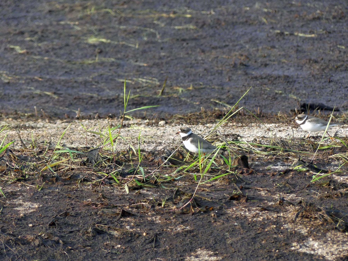 Semipalmated Plover - ML171268291