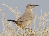 LeConte's Thrasher - Abundance Map - EBird Status And Trends