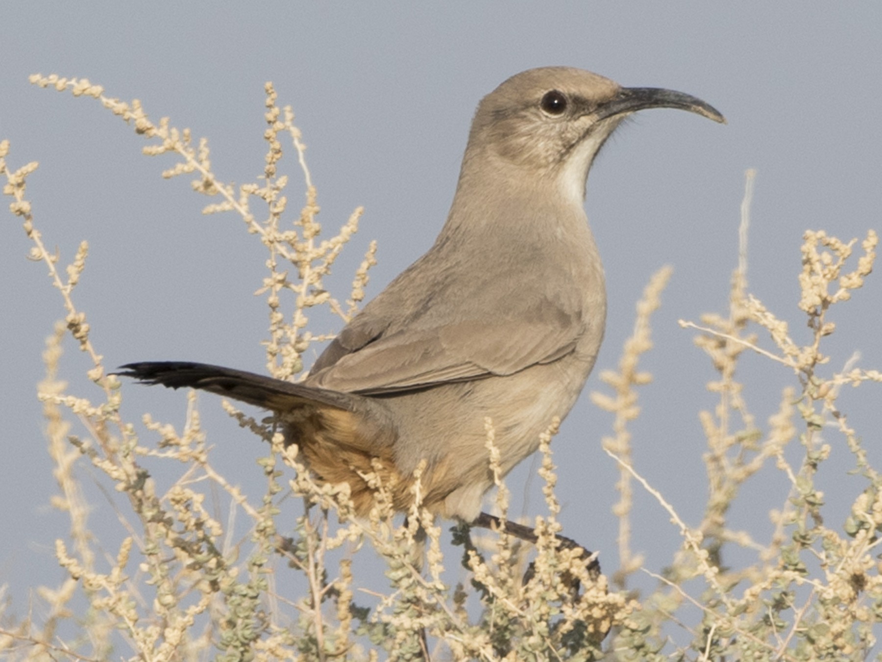 Leconte S Thrasher Ebird