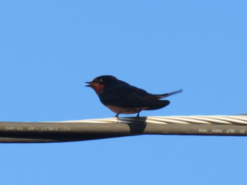Barn Swallow (American) - ML171278371