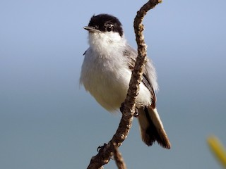 繁殖期のオス - Angel Castillo Birdwatching Guide - ML171280071