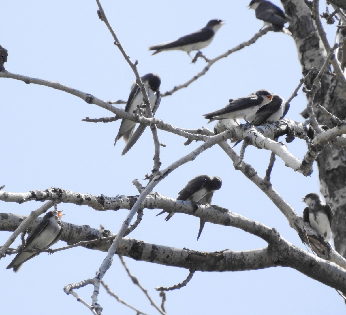 Tree Swallow - Mark  Ludwick