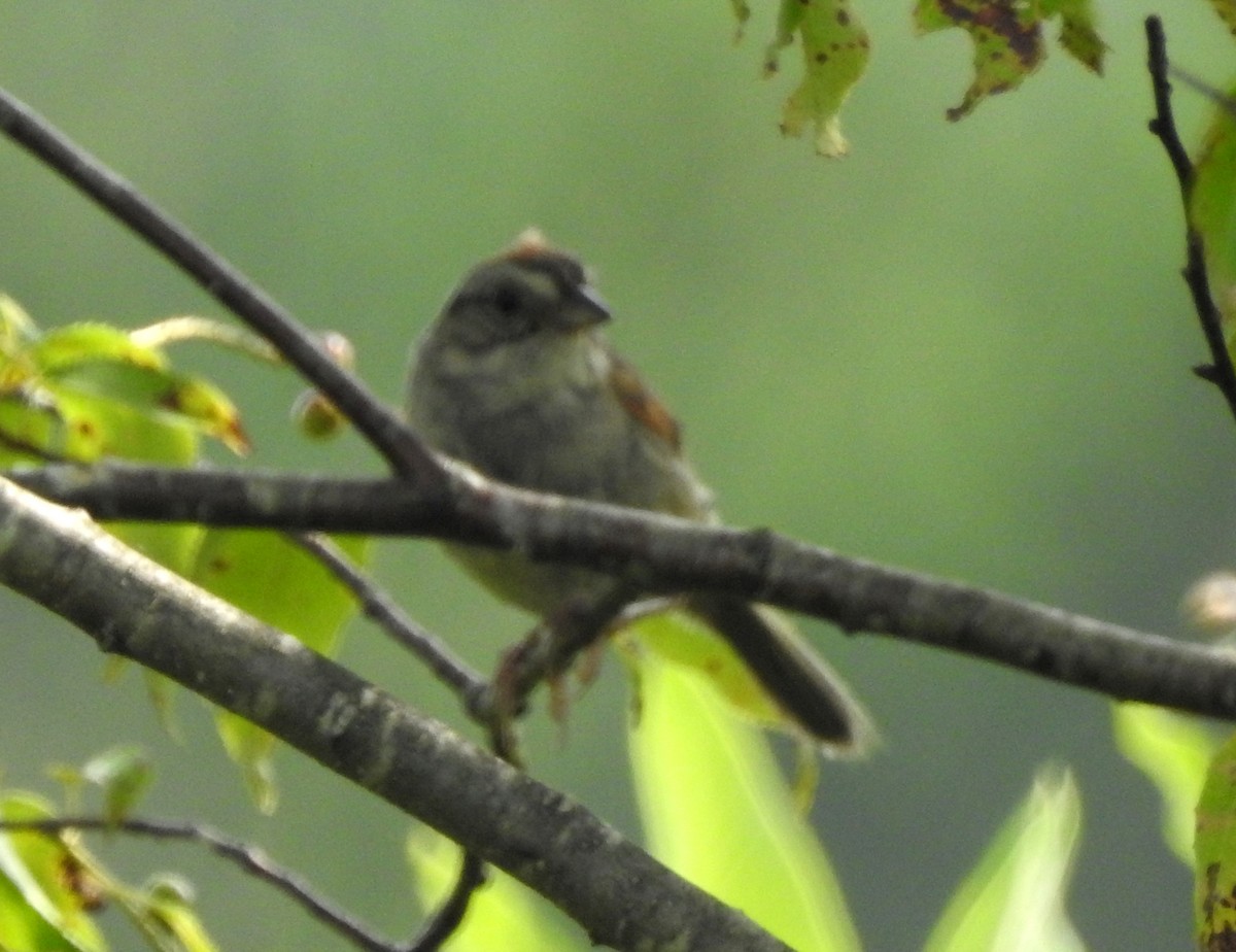 Swamp Sparrow - Bill Blauvelt