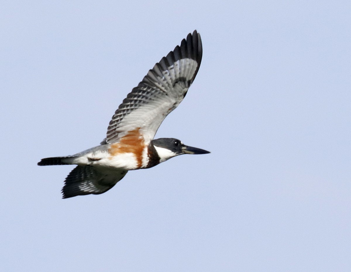 Belted Kingfisher - Linda  Fell