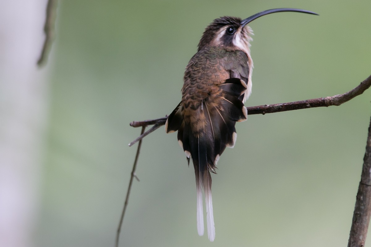 kolibřík tmavolící - ML171284741