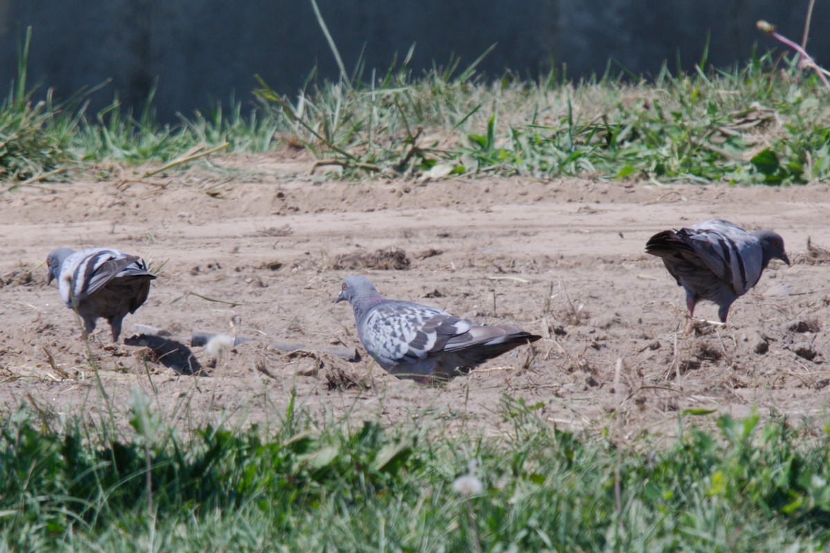 Rock Pigeon (Feral Pigeon) - ML171288691