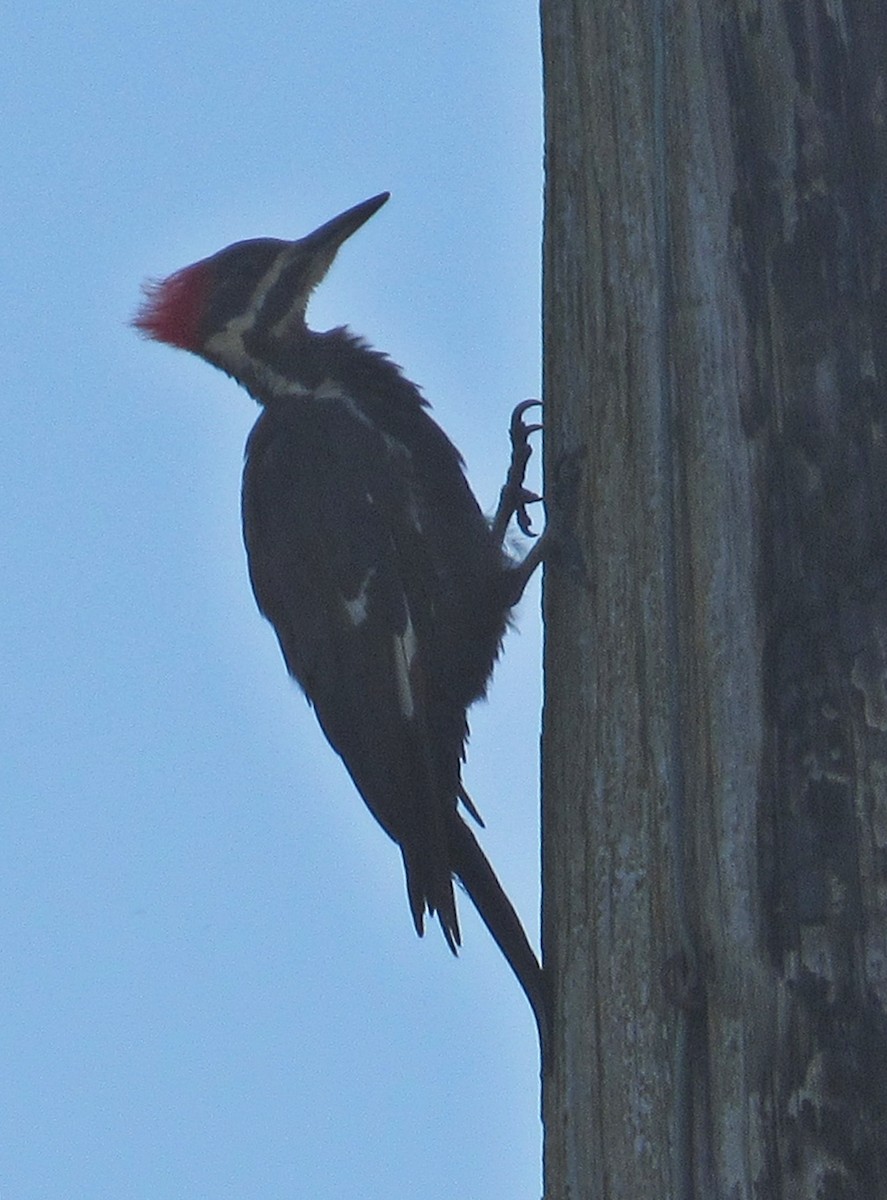 Pileated Woodpecker - ML171290301