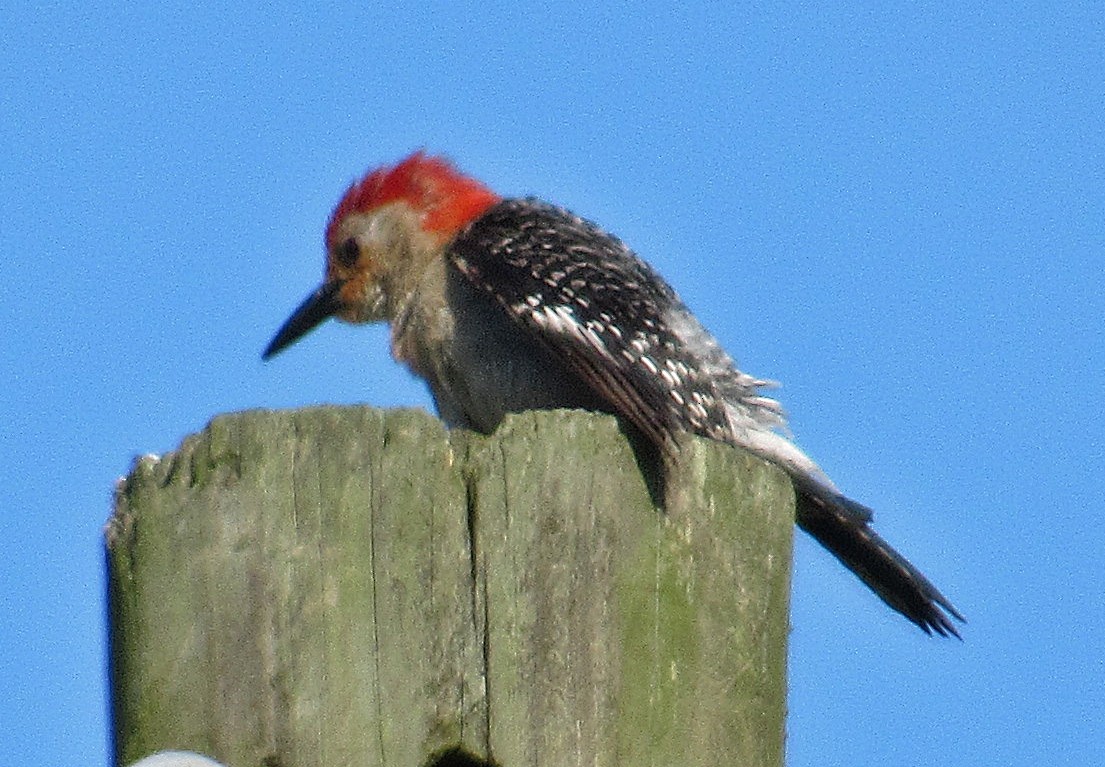 Red-bellied Woodpecker - ML171290401