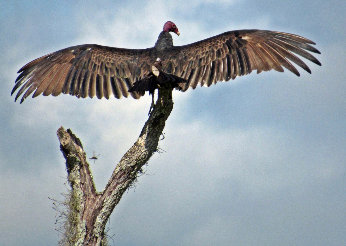 Turkey Vulture - ML171291101