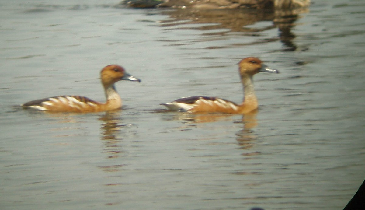 Fulvous Whistling-Duck - ML171292111