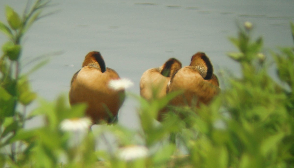 Fulvous Whistling-Duck - ML171292121