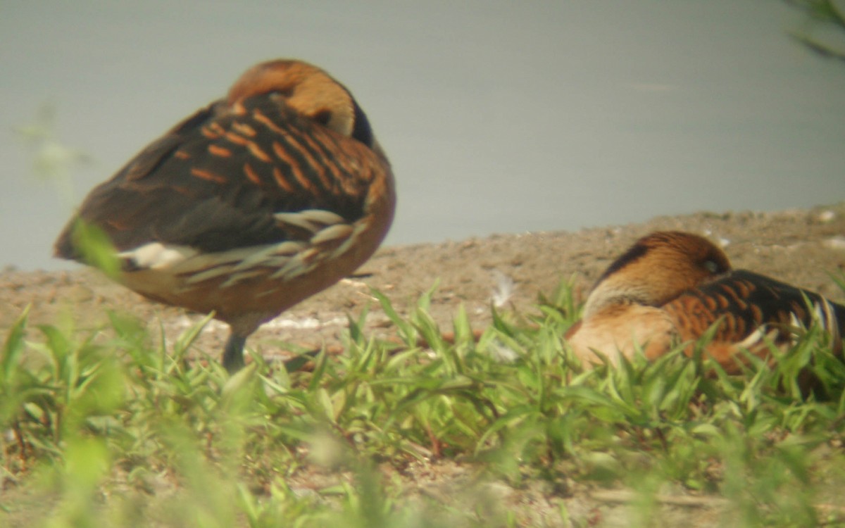 Fulvous Whistling-Duck - ML171292161
