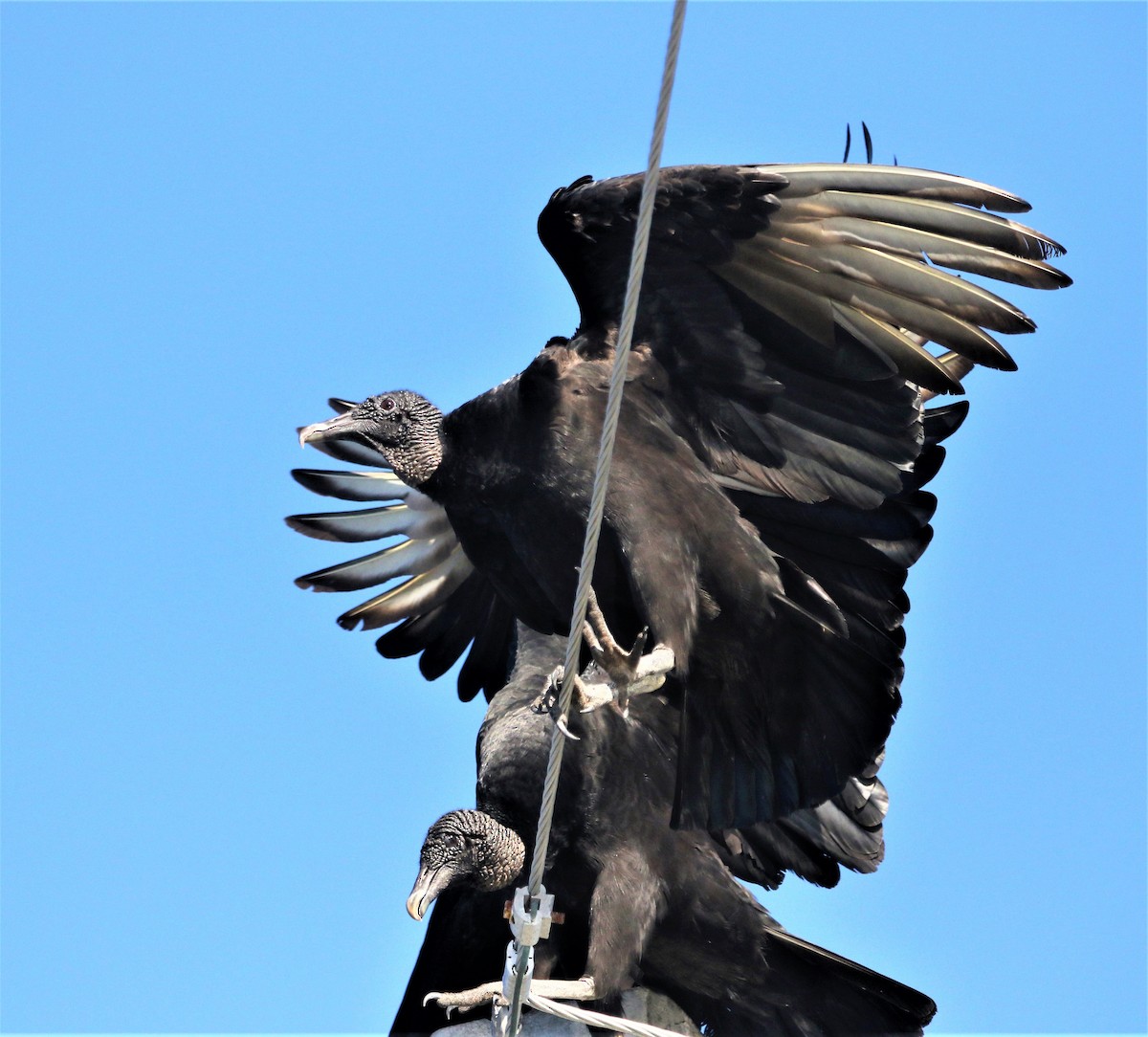 Black Vulture - Ann Vaughan