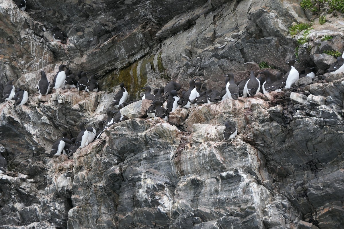 Thick-billed Murre - ML171298481