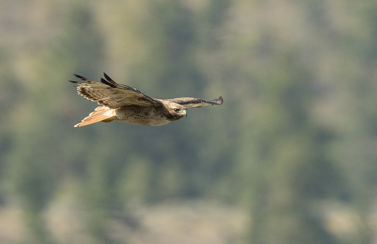 Red-tailed Hawk - ML171300941