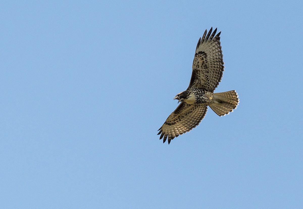 Red-tailed Hawk - ML171300961