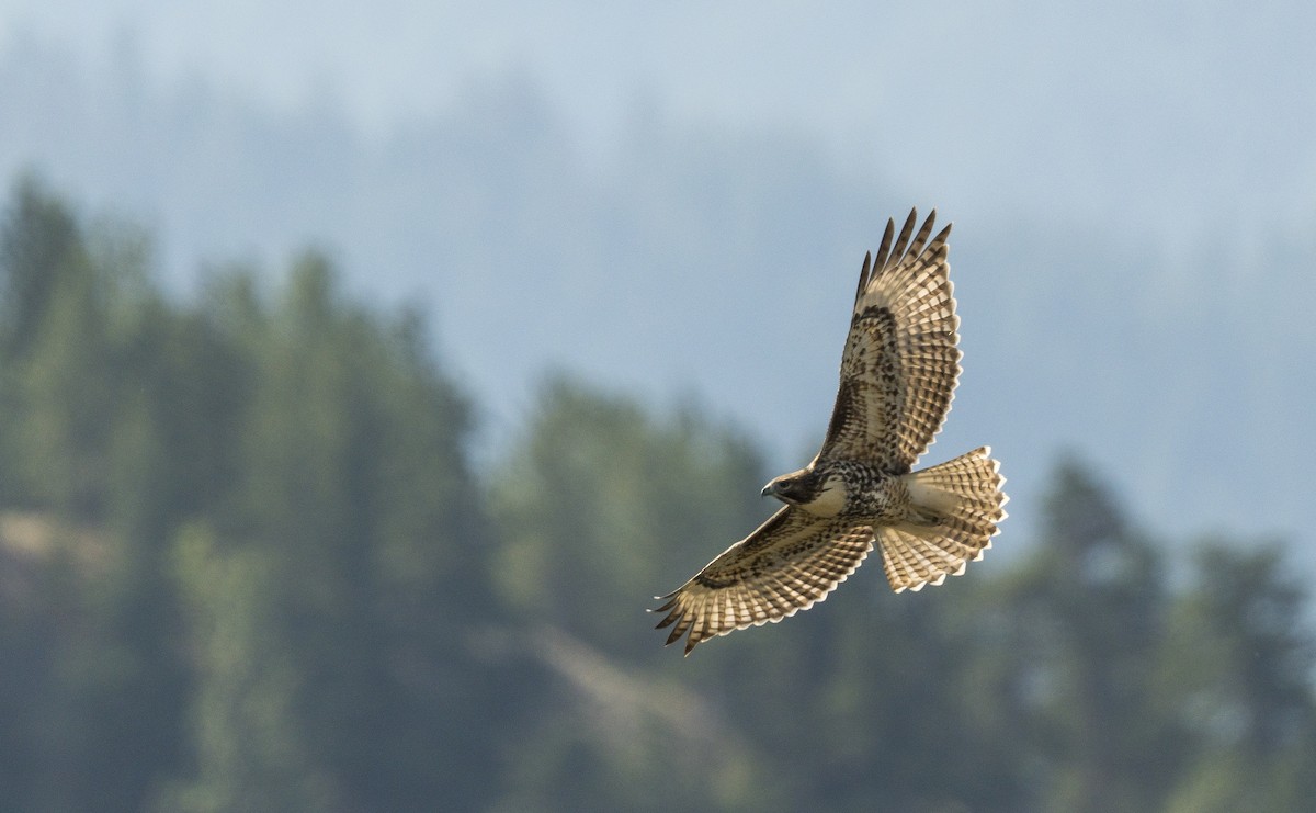 Red-tailed Hawk - ML171301001