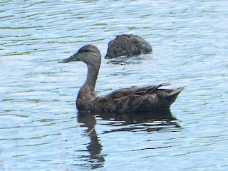 American Black Duck, ML171302961