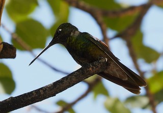 Rivoli's Hummingbird, ML171306771
