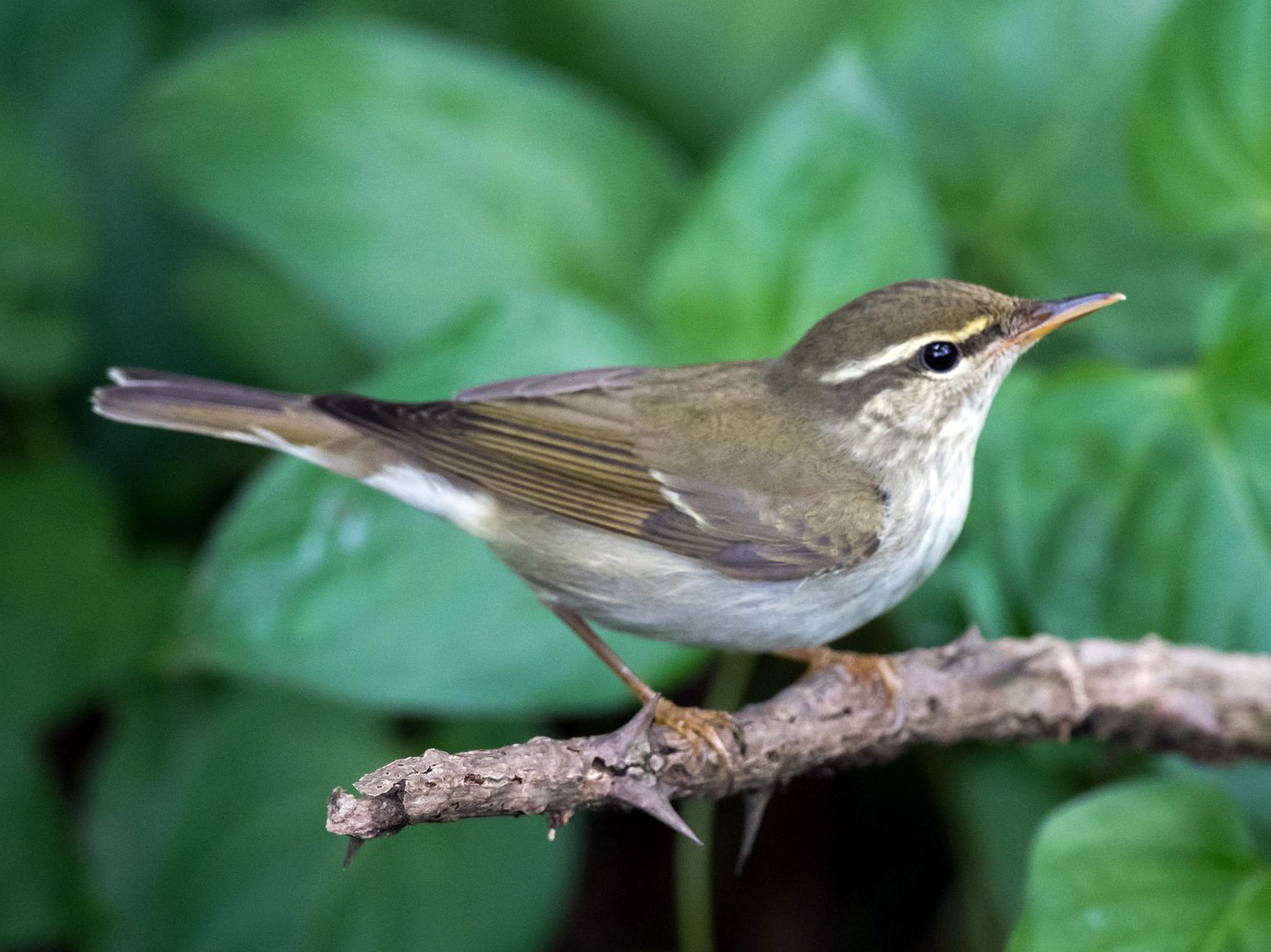 Kamchatka Leaf Warbler - Kai Pflug