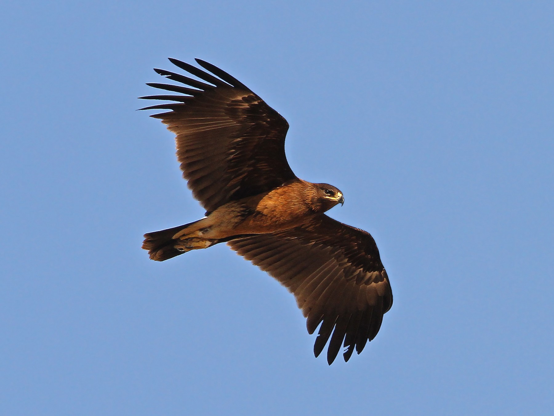 Greater Spotted Eagle - Christoph Moning