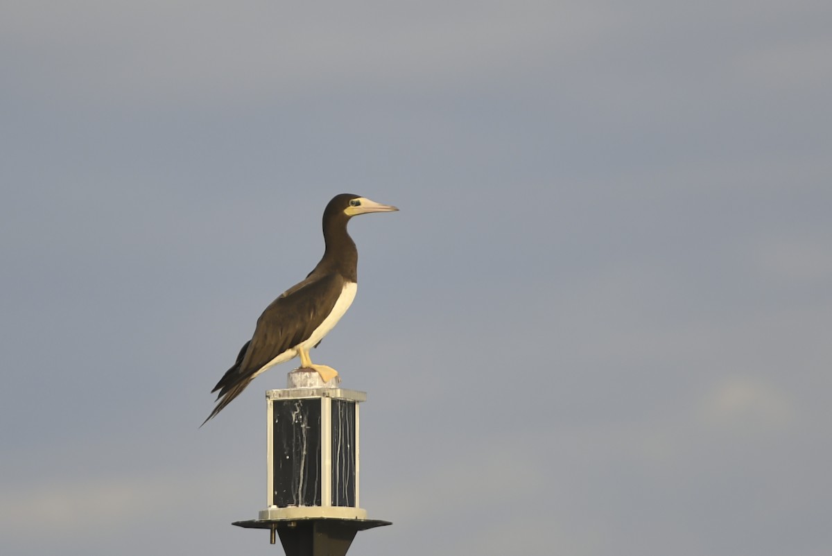 Brown Booby - ML171309321